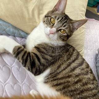 【12/28⭐️泉大津にて譲渡会】参加猫キキくん