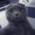 6歳 スコティッシュフォールド里親募集中