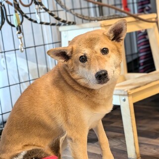 のんびり過ごすのが大好きな男の子(しんごくん)