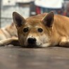のんびり過ごすのが大好きな男の子(しんごくん)