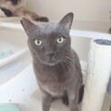 ロシアンブルー似の保護猫オスくん