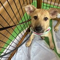 子犬のさくら