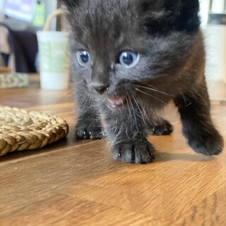 子猫が生まれました✨【ぐり】