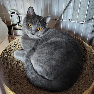 【5/18⭐️泉大津にて譲渡会】参加猫プラナくん