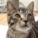 超甘えん坊・人も猫も抱っこも大好きルイ君