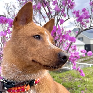 雑種　幼犬　お転婆な女の子　みーちゃん