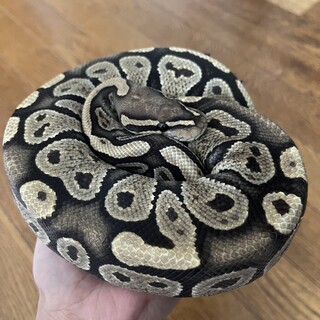 〆切りました。ボールパイソン　ゴースト