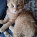 生後3ヶ月子猫