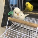 セキセイインコオス2羽、メス1羽