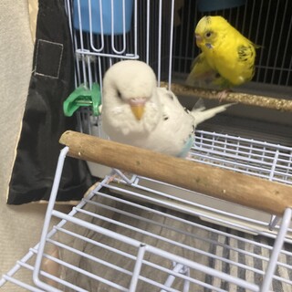 セキセイインコオス2羽、メス1羽