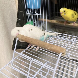 セキセイインコ オス 2羽 3歳くらい