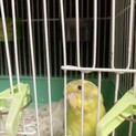 セキセイインコメス生後半年以内