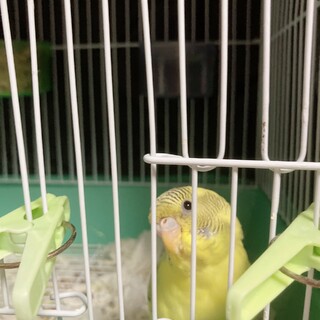 セキセイインコメス生後半年以内