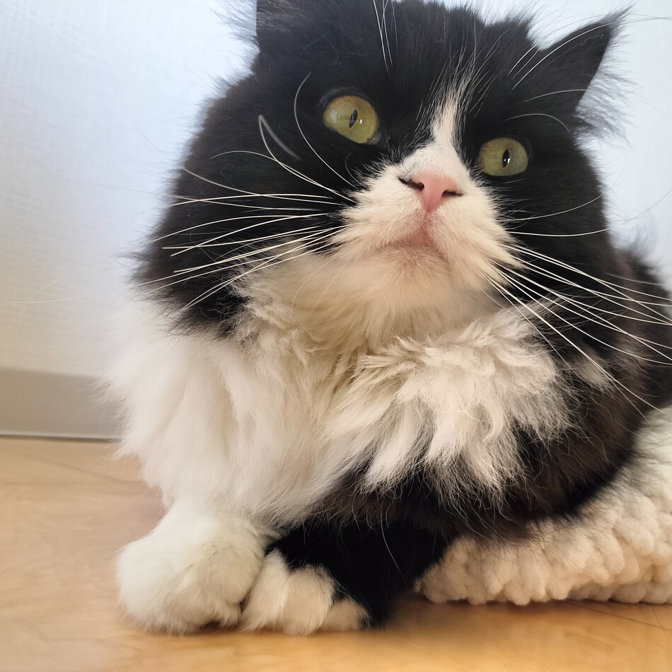 もちこのカバー写真