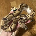 〆切りました。ボールパイソン　スパイダーYB
