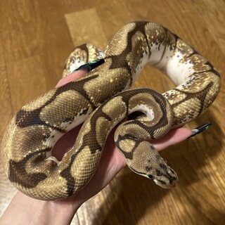 〆切りました。ボールパイソン　スパイダーYB