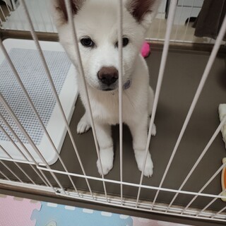 穏やかな女のコの秋田犬