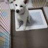 穏やかな女のコの秋田犬 サムネイル2