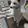 穏やかな女のコの秋田犬 サムネイル3