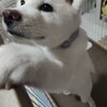 穏やかな女のコの秋田犬 サムネイル4