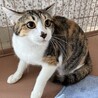 美人の三毛猫☆花梨ちゃん！ サムネイル2