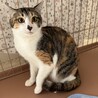 美人の三毛猫☆花梨ちゃん！ サムネイル3