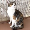 美人の三毛猫☆花梨ちゃん！ サムネイル4