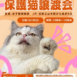 ねこの譲渡会＠京田辺市