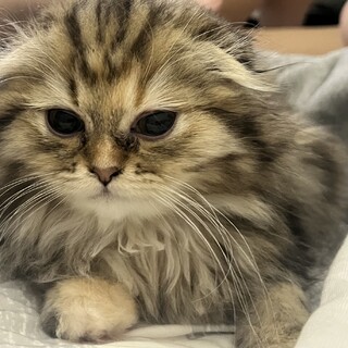 2歳の人懐っこい可愛い女の子です????