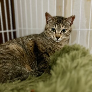 《お話し合い中》珍しい麦わら柄　メス　10ヶ月