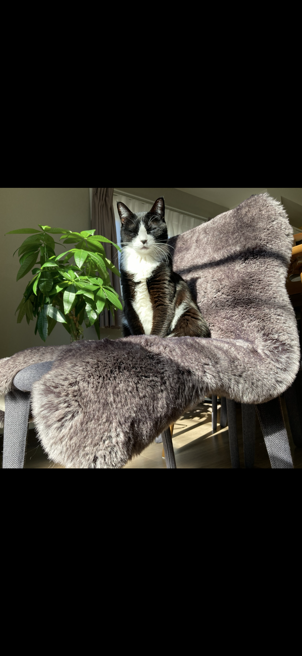 クロちゃんとモヒちゃん