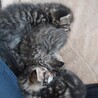 4匹の子猫の里親募集中です（個別譲渡可） サムネイル2
