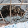 4匹の子猫の里親募集中です（個別譲渡可） サムネイル3