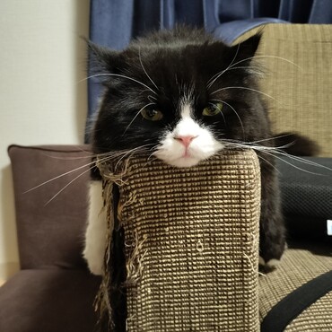 おててぶらぶら