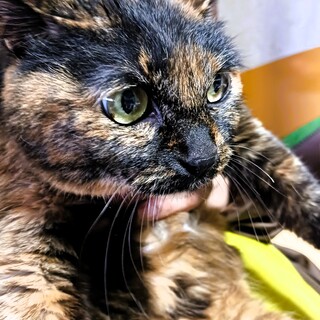 人馴れしているサビ猫ちゃん（成猫♀）の里親募集