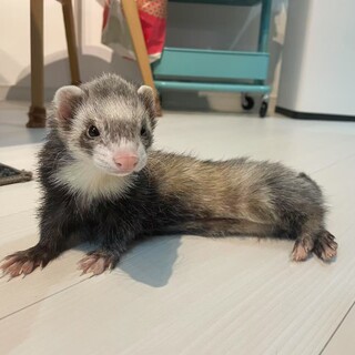 フェレットちゃん2匹の里親を募集します。