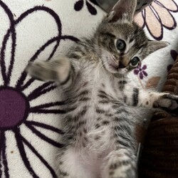 in春日井市☆ついに子猫？保護猫を暖かいオウチに迎えよう2025年5月17日（土）～ちーむにゃいんず