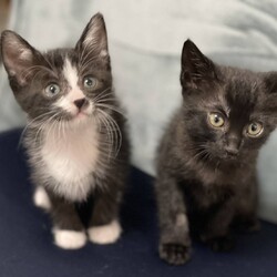 in岡崎市☆ついに子猫も？保護猫を暖かいオウチに迎えよう2025年5月17日（土）～ちーむにゃいんず