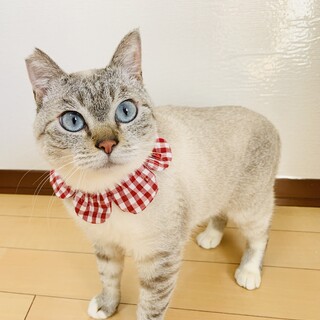 12ひな　シャム風　ブルーアイ　メス　ツンデレ