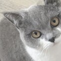 ブリティッシュショートヘア◎人懐っこい元気な女の子