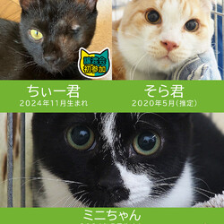 猫いっぱい20匹の譲渡会★みよし市