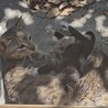家に住み着いてしまった野良猫です。 サムネイル3
