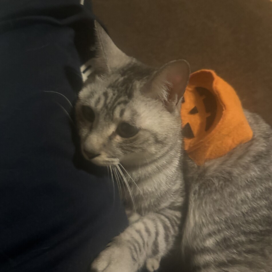 アオのカバー写真