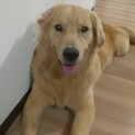 一歳半のゴールデンレトリバーです。
