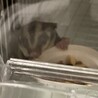 (里親さんが決まりました)フクロモモンガ　男の子 サムネイル2