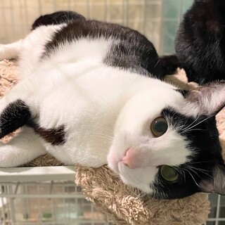 穏やかな白黒の男の子　モアノー