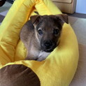 お問い合わせを頂きましたオス子犬