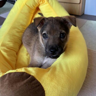 お問い合わせを頂きましたオス子犬