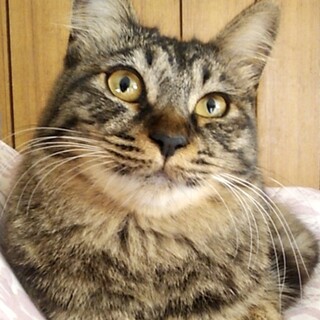 【5/18⭐️泉大津にて譲渡会】参加猫キティちゃん
