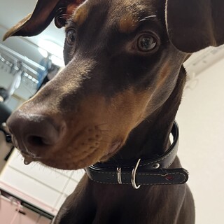 ドーベルマン女の子